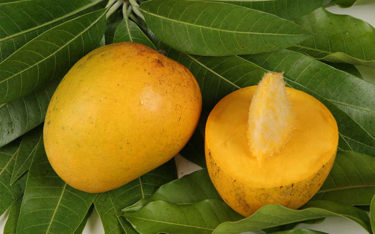 Mango fræ olía