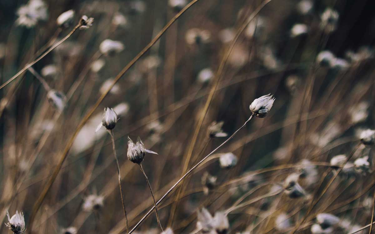 Cottonseed olía